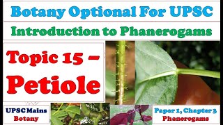 Petiole  Shape Size Structure Types Modifications Example Function Importance Part of Leaf [upl. by Acillegna]