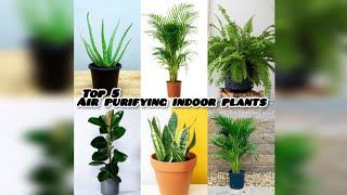 top 5 Air purifying indoor plants [upl. by Neelcaj]