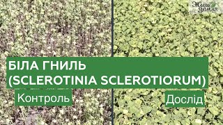 Біла гниль Sclerotinia sclerotiorum  біофунгіцид Склероцид і біодеструктор Екостерн  БТУЦЕНТР [upl. by Farah]