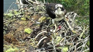 Blueback herring for brunch at Hog Island Ospreys 133  18 June 2018 [upl. by Stutman]