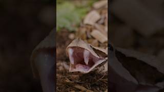 The Gaboon Viper The Snake With The Longest Fangs [upl. by Launce372]