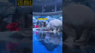 When in Rome do as the Romans do — even polar bears have to eat mooncakes 🥮 Zhengzhou animal [upl. by Acnayb416]