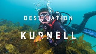 Home of the Weedy Sea Dragon  Kurnell DNSW Highlight Reel [upl. by Janith]