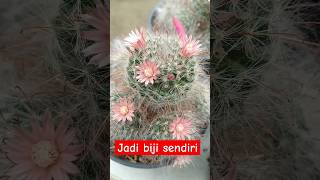 Berhasil jadi biji tanpa polinasi Bunga Mammillaria bocasana cactus kaktus mammillaria bunga [upl. by Nihhi281]