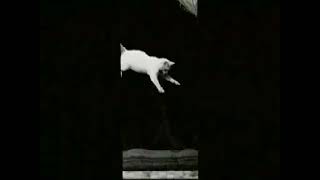 Falling Cat – ÉtienneJules Marey 1894 Primer vídeo de gatos [upl. by Elmaleh]