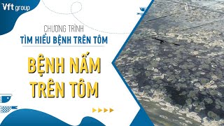 Tập 14  Bệnh nấm trên tôm  Cách giải quyết hiệu quả cho bà con [upl. by Patnode]