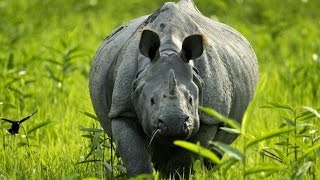 Индийский носорог  Indian Rhinoceros Энциклопедия животных [upl. by Ekrub]