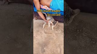 Hamari Billi bimar ho gai hai 🥺 bhojpuri [upl. by Woodcock732]