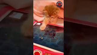 Exciting Cats shorts ExcitingCats cat funnycats cats funny [upl. by Ledif]