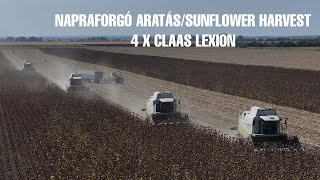 Napraforgó aratásSunflowe harvest 2024 4 X Claas Lexion Ifa W50L60 JCB Fastrac Case IH [upl. by Oicafinob200]