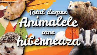 🐻 Totul despre animalele care hibernează  Povestirile Paulei🌺 [upl. by Tterraj]