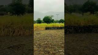 🌾🌽❤️ bajaur beautiful viralvideo [upl. by Zap]