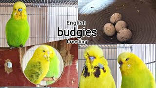 Exhibition amp English budgies breeding [upl. by Aicilyt]