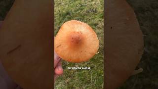 How to find and identify the Meadow Waxcap Cuphophyllus pratensis [upl. by Otsedom]