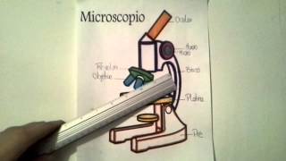 Partes del microscopio [upl. by Artimed541]