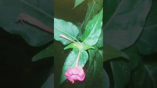 4 oclock mirabilisgule abbas plant beautiful flower plant plant lovers trendingshorts [upl. by Aneeb]