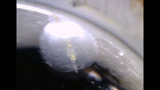 Pleurobrachia sp テマリクラゲ類 Sea gooseberry 초소형 유즐동물 [upl. by Ninel]