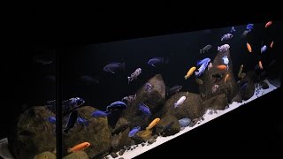 Lake Malawi Display Aquarium 125 Gallon Aggressive Mbuna [upl. by Henrieta]