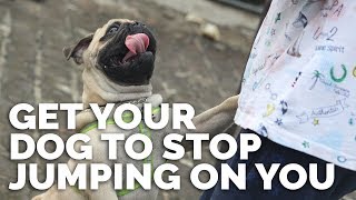 How to STOP Your Dog From JUMPING ON YOU [upl. by Ailegra307]