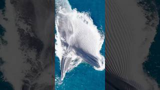 Fin Whales [upl. by Finella]