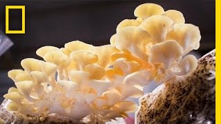 You Didn’t Know Mushrooms Could Do All This  National Geographic [upl. by Strickman]