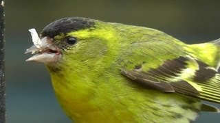 Siskin  Siskins Male and Female on My Bird Feeder [upl. by Worthy]