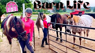 OWNING A HORSE FARM A DAY IN THE LIFE [upl. by Sisi205]