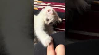 playful kitty kitten cutekitty kitty kittycat cuteanimal cutekittten cute cutekitt [upl. by Anahpos]