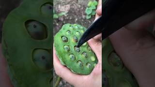 Removing Lotus Seeds agriculture asmrvideo artwork [upl. by Anaili]