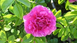 How To Grow Roses From Cuttings Fast and Easy [upl. by Danziger]