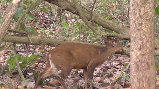 muntjac deer [upl. by Nehepts182]