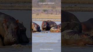 Help for Hippos from Little Birds  Oxpeckers 🐦🦛 [upl. by Ecnahs]