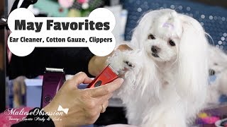 Maltese Grooming May Favorites Bravura Clippers Ear Cleaner Cotton Gauze 말티즈 How to Clean Ears [upl. by Noah163]