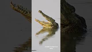 Nile Crocodile  Species Fact Card [upl. by Scornik]