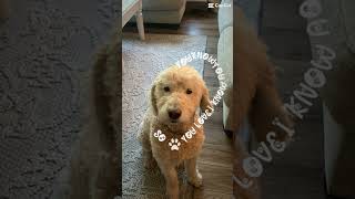 Mr Darcy cute edit youtube fyp viralvideo mydog trending puppy cute dog lol aww trend [upl. by Gautious]