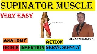 Supinator Muscle Anatomy By Dr Varun Kalia PT [upl. by Einhorn]