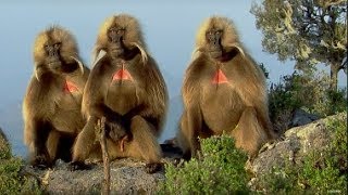 Defending a Monkey Harem  Clever Monkeys  BBC Earth [upl. by Anniken]