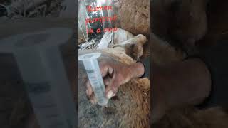 Impaction of rumen and its pumpture in a cow [upl. by Laforge]