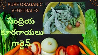 pure organic Vegetbales anandamgeesa1575 [upl. by Millicent]