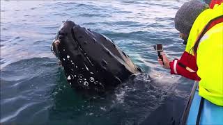 Whale Watching in Skjálfandi Bay Húsavík Iceland 2017 [upl. by Aracal]