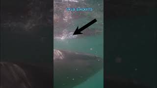 Dolphins Save Swimmer from Shark Attack [upl. by Assenal]