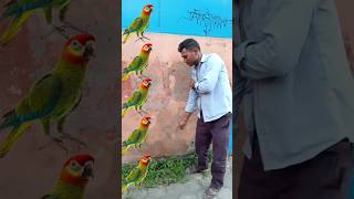 vfx parrot 🐇dog cat monkey rabbit goat shortsvideo shorts youtube face smile video [upl. by Ettelloc70]