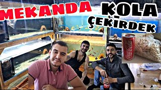 CİKLET BALIĞI ÜRETIMHANESI ÇEKİRDEK KOLA [upl. by Aynom202]