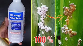 10 EASY WAYS TO TREAT MEALYBUGS AND APHIDS ON PLANTS [upl. by Oiratnom3]