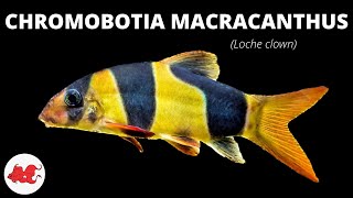 Loche clown  Chromobotia macracanthus ✔ [upl. by Alleuqcaj]