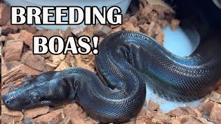 BREEDING BOAS PART 1 2024 [upl. by Dermot]