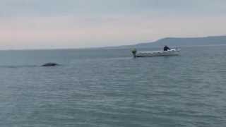 Monster in Lough Foyle [upl. by Tini]