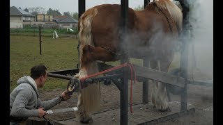 Hot shoeing a draft horse is a tough job Watch the whole technique in detail [upl. by Aliahs344]