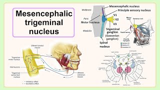 mesencephalic trigeminal nucleus [upl. by Greenwald]