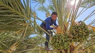 Observando el Trabajo de un Rancho de dátilDespalapando y bajando bonches de dátil [upl. by Dowski]